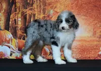 Yara F1, a female Bernedoodle for sale in Ligonier, IN – 1 of 3