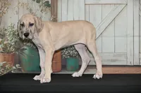 Faith AKC part Euro, a female Great Dane for sale in Ligonier, IN – 2 of 3