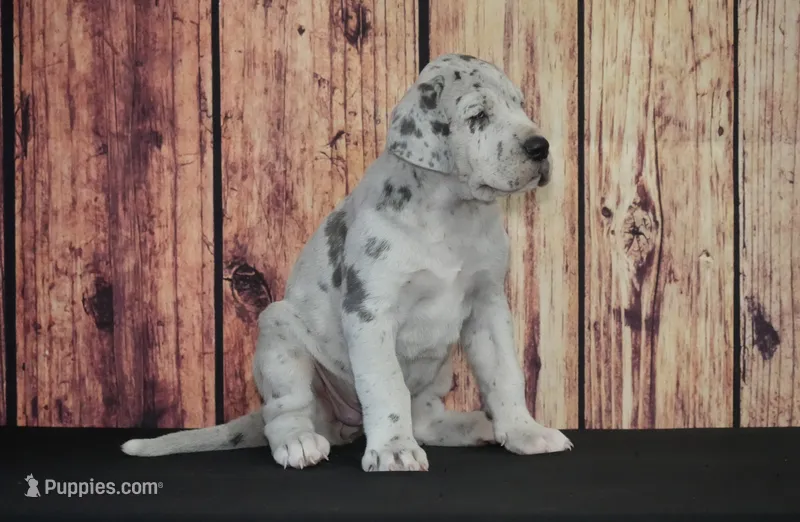 Violet AKC Part Euro – Great Dane puppy for sale in Ligonier, IN