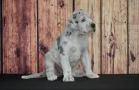Violet AKC Part Euro, a female Great Dane for sale in Ligonier, IN – 1 of 3