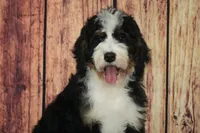Koko F1, a male Bernedoodle for sale in Ligonier, IN – 2 of 3