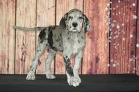 Sonya AKC part Euro, a female Great Dane for sale in Ligonier, IN – 2 of 3