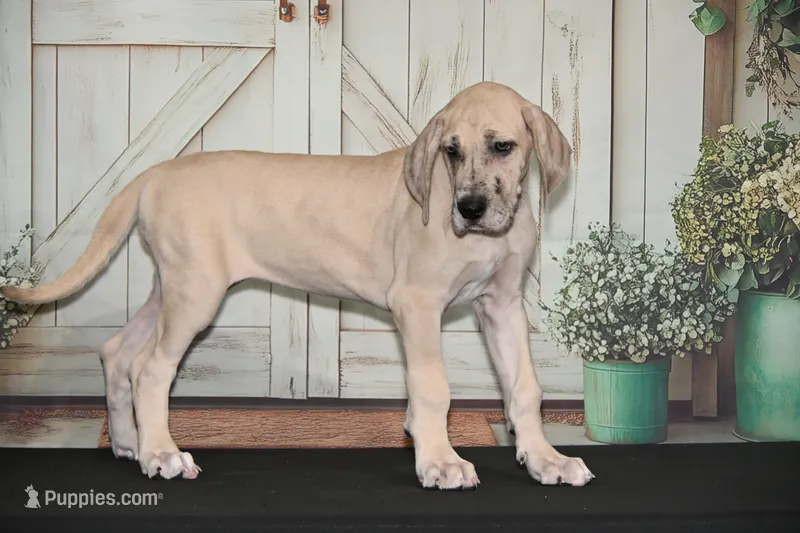Faith AKC part Euro – Great Dane puppy for sale in Ligonier, IN