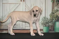 Faith AKC part Euro, a female Great Dane for sale in Ligonier, IN – 1 of 3