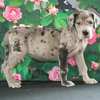 Roxy AKC part Euro, a female Great Dane for sale in Ligonier, IN – Photo 1 of 4