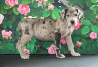 Roxy AKC part Euro, a female Great Dane for sale in Ligonier, IN – Photo 1 of 4