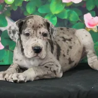Roxy AKC part Euro, a female Great Dane for sale in Ligonier, IN – Photo 3 of 4