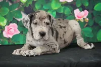 Roxy AKC part Euro, a female Great Dane for sale in Ligonier, IN – Photo 3 of 4