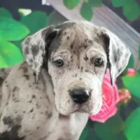 Roxy AKC part Euro, a female Great Dane for sale in Ligonier, IN – Photo 2 of 4