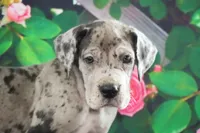 Roxy AKC part Euro, a female Great Dane for sale in Ligonier, IN – Photo 2 of 4