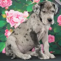 Roxy AKC part Euro, a female Great Dane for sale in Ligonier, IN – Photo 4 of 4