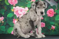 Roxy AKC part Euro, a female Great Dane for sale in Ligonier, IN – Photo 4 of 4
