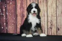 Koko F1, a male Bernedoodle for sale in Ligonier, IN – 3 of 3