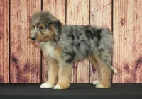 Bella F1, a female Saint Berdoodle for sale in Ligonier, IN – 4 of 4
