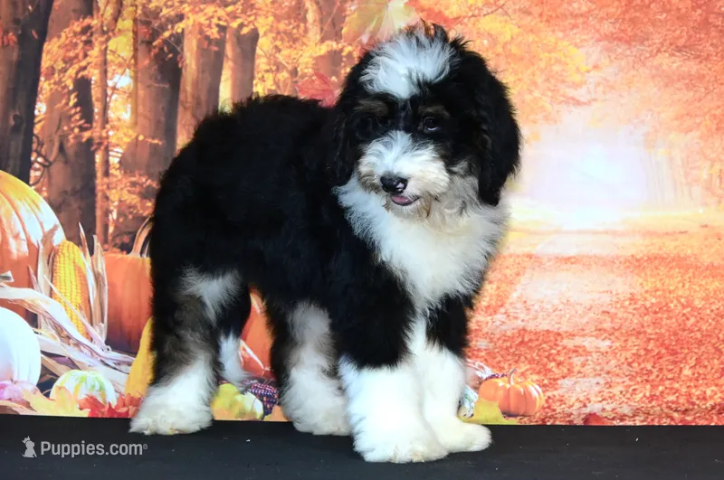 Marley F1 – Bernedoodle puppy for sale in Ligonier, IN