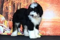 Marley F1, a female Bernedoodle for sale in Ligonier, IN – 1 of 3