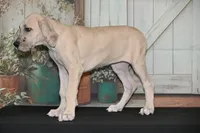 Faith AKC part Euro, a female Great Dane for sale in Ligonier, IN – 3 of 3