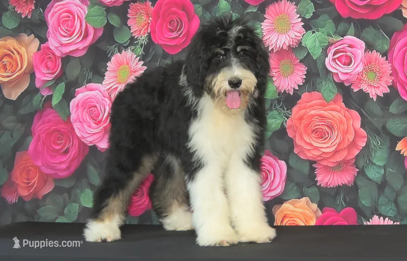Hannah F1 – Bernedoodle puppy for sale in Ligonier, IN