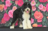 Hannah F1, a female Bernedoodle for sale in Ligonier, IN – 1 of 3