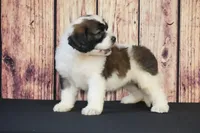 Marcos, a male Saint Berdoodle for sale in Ligonier, IN – Photo 2 of 4