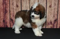 Denny F1, a male Saint Berdoodle for sale in Ligonier, IN – 3 of 5