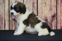 Marcos, a male Saint Berdoodle for sale in Ligonier, IN – Photo 4 of 4