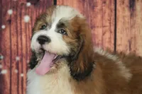 Muchacho F1, a male Saint Berdoodle for sale in Ligonier, IN – 4 of 4