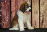 Muchacho F1, a male Saint Berdoodle for sale in Ligonier, IN – 2 of 4