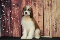 Muchacho F1, a male Saint Berdoodle for sale in Ligonier, IN – 1 of 4