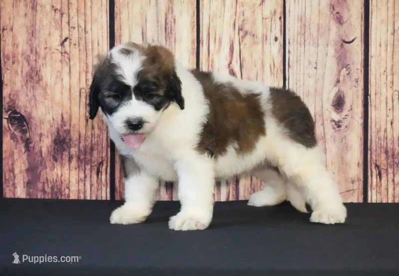 Marcos – Saint Berdoodle puppy for sale in Ligonier, IN