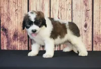 Marcos, a male Saint Berdoodle for sale in Ligonier, IN – Photo 1 of 4