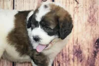 Marcos, a male Saint Berdoodle for sale in Ligonier, IN – Photo 3 of 4