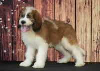 Muchacho F1, a male Saint Berdoodle for sale in Ligonier, IN – 3 of 4