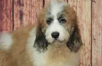  Bernard F1, a male Saint Berdoodle for sale in Ligonier, IN – 2 of 5