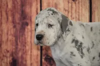 Violet AKC Part Euro, a female Great Dane for sale in Ligonier, IN – 3 of 3