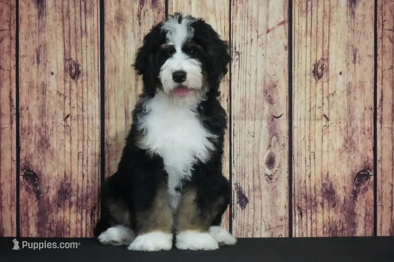Koko F1 – Bernedoodle puppy for sale in Ligonier, IN