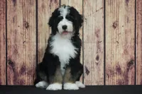 Koko F1, a male Bernedoodle for sale in Ligonier, IN – 1 of 3