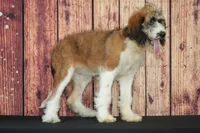 Holly F1, a female Saint Berdoodle for sale in Ligonier, IN – 2 of 2