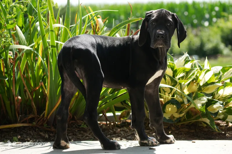Valerie AKC Part European  – Great Dane puppy for sale in Ligonier, IN