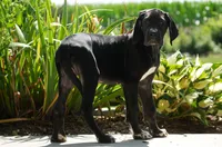 Valerie AKC Part European , a female Great Dane for sale in Ligonier, IN – 1 of 3
