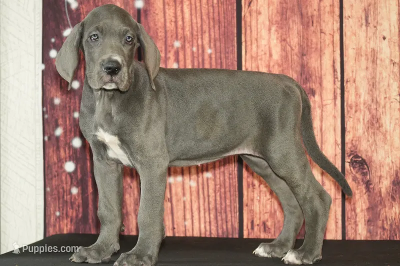 Uriah AKC Part Euro – Great Dane puppy for sale in Ligonier, IN