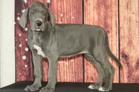 Uriah AKC Part Euro, a female Great Dane for sale in Ligonier, IN – 1 of 4