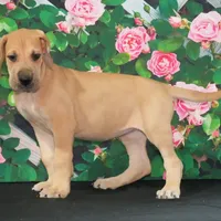 Lainey AKC Part Euro, a female Great Dane for sale in Ligonier, IN – Photo 3 of 4