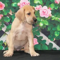 Lainey AKC Part Euro, a female Great Dane for sale in Ligonier, IN – Photo 4 of 4