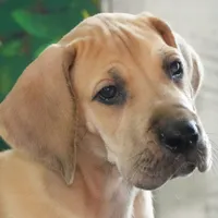 Lainey AKC Part Euro, a female Great Dane for sale in Ligonier, IN – Photo 1 of 4