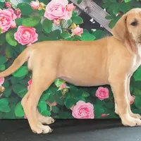 Lainey AKC Part Euro, a female Great Dane for sale in Ligonier, IN – Photo 2 of 4