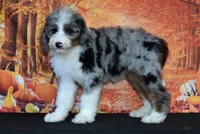 Yara F1, a female Bernedoodle for sale in Ligonier, IN – 2 of 3