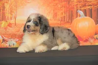 Carter F1, a male Bernedoodle for sale in Ligonier, IN – 3 of 3
