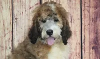 Tyson, a male Saint Berdoodle for sale in Ligonier, IN – 4 of 4