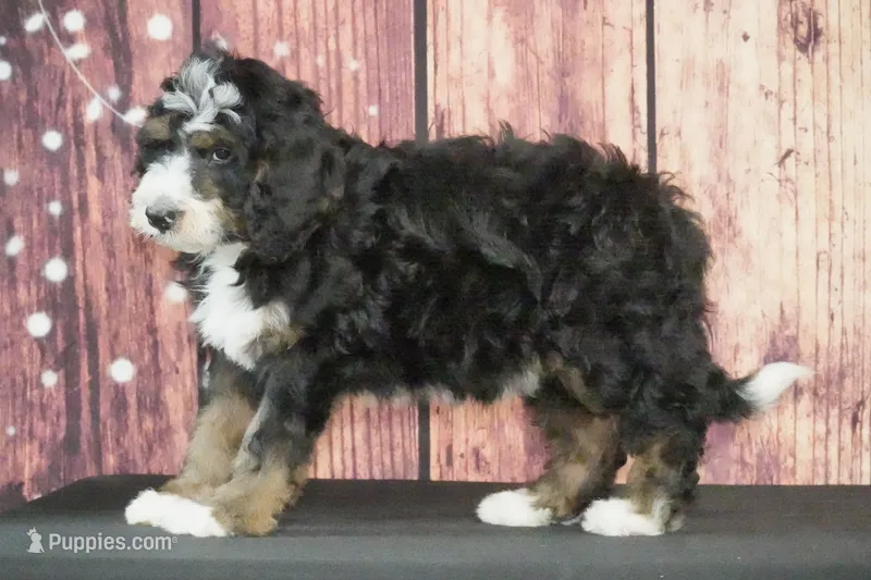 Camden F1 – Bernedoodle puppy for sale in Ligonier, IN